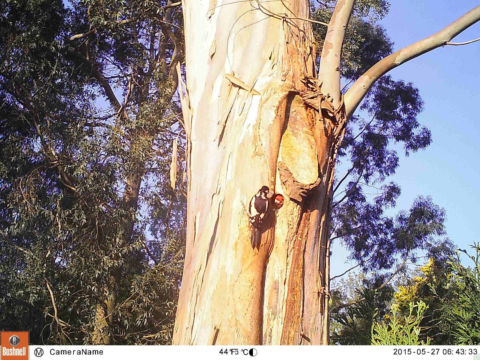 Picture of Woodpecker feeding young