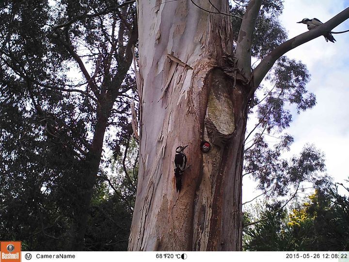 Wood Pecker Family