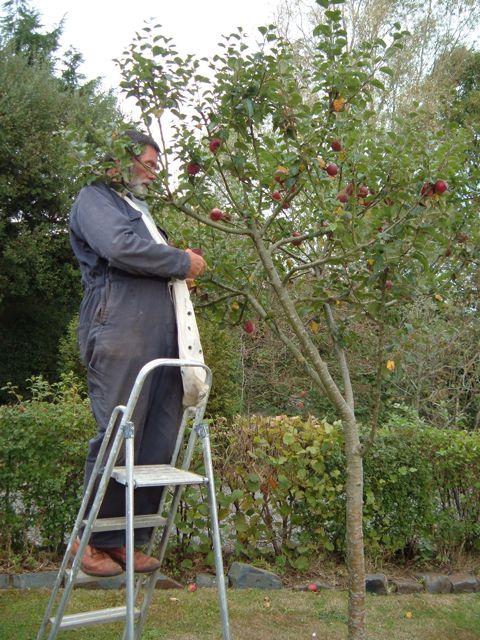 Picture of young man harvesting Apples