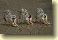 Photo of three wolves howling