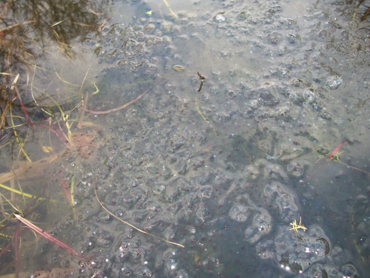 Frog Spawn